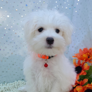 Maltese Puppy Toby