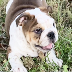 Bulldog Puppy Maverick