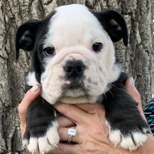 Bulldog Puppy Babe