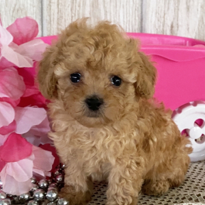 Poodle Puppy Wrenli