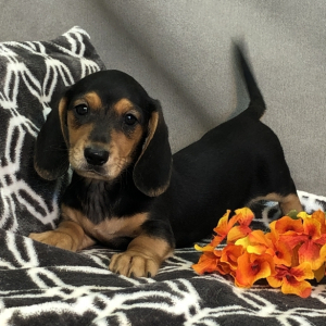 Dachshund Puppy Bennie