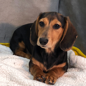 Dachshund Puppy Bennie