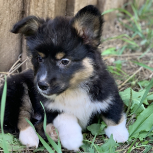 Pembroke Welsh Corgi Puppy Mickey