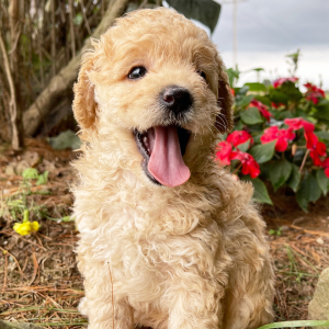 Goldendoodle Puppy Freddie