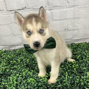 Siberian Husky Puppy Mars