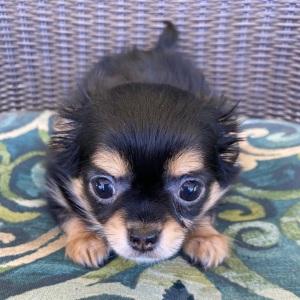 Chihuahua Puppy Sophia