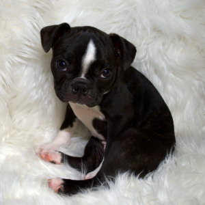 Boston Terrier Puppy Mini