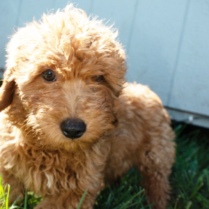 Goldendoodle Puppy mabric