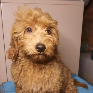 Goldendoodle Puppy Mabric
