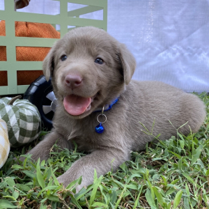 Labrador Retriever Puppy Gabe