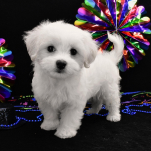 Maltese Puppy Macy