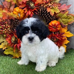Shichon Puppy Koby