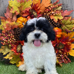 Shichon Puppy Koby