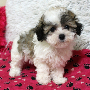 Maltipoo Puppy Penelope