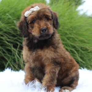 Bernedoodle Puppy Emma