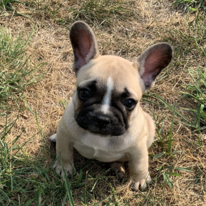 French Bulldog Puppy Mark