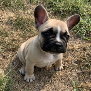 French Bulldog Puppy Mark