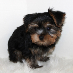 Yorkshire Terrier Puppy Teddy