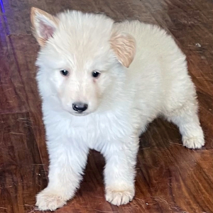 German Shepherd Dog Puppy Otto