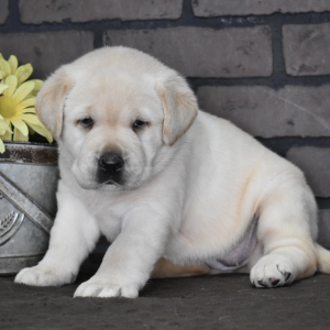 Labrador Retriever Puppy Allie