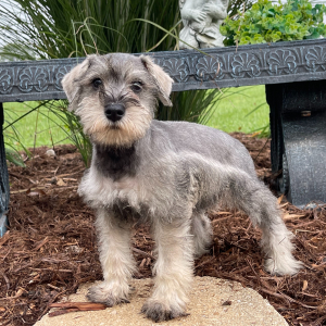 Miniature Schnauzer Puppy Maddie