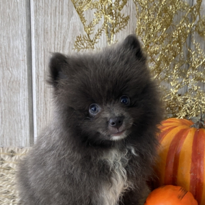 Pomeranian Puppy Blue