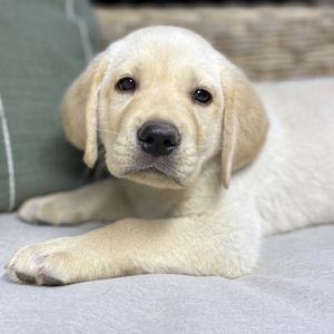 Labrador Retriever Puppy Sunny