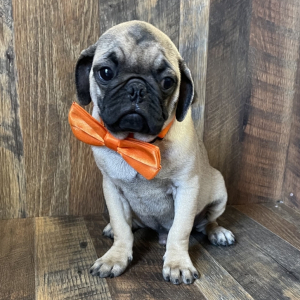 Pug Puppy BART