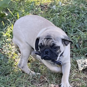 Pug Puppy Bart