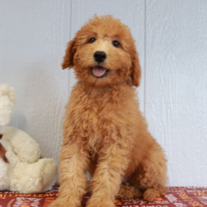 Goldendoodle Puppy Mr Jessie