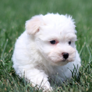 Havanese Puppy Ella