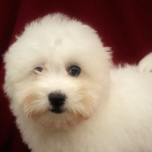 Havanese Puppy Ella