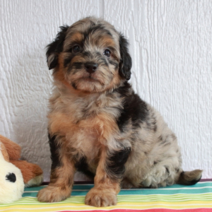 Bernedoodle Puppy Logan