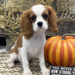 Cavalier King Charles Spaniel Puppy Marco