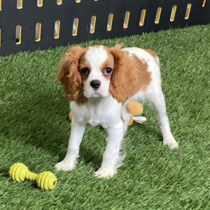 Cavalier King Charles Spaniel Puppy Marco