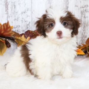 Havanese Puppy Lucia