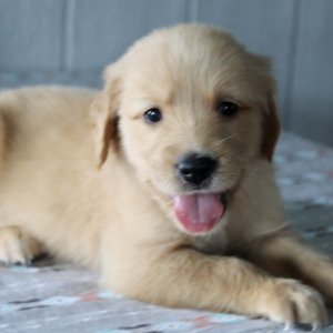Golden Retriever Puppy Finn