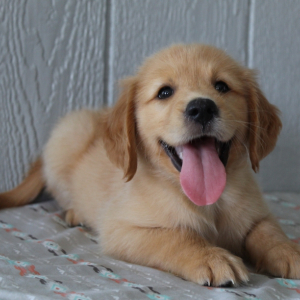 Golden Retriever Puppy Finn