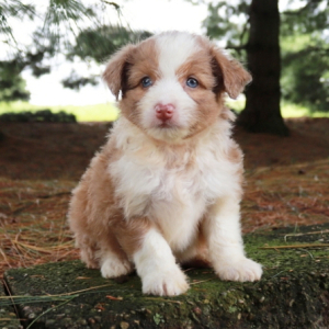 Aussiedoodle Puppy Bridget