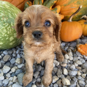 Cavalier King Charles Spaniel Puppy Logan