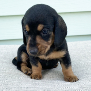 Dachshund Puppy Pippy