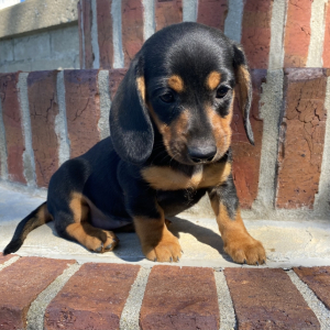 Dachshund Puppy Pippy