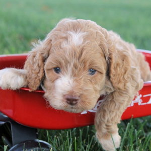 Cockapoo Puppy Dakota