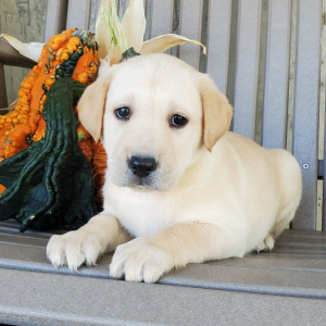 Labrador Retriever Puppy Trixie Kate