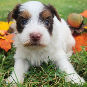 Yorkshire Terrier Puppy Chipper