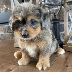 Bernedoodle Puppy Blaze