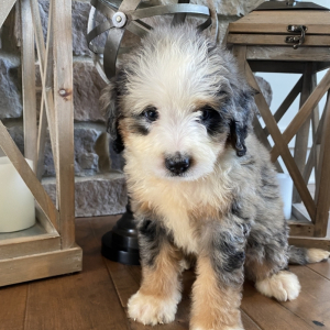 Bernedoodle Puppy Brie