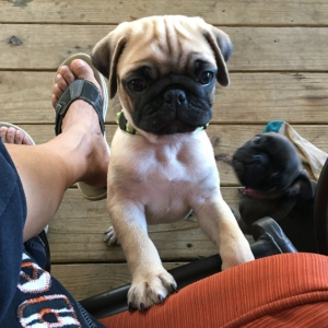 Pug Puppy Charlie