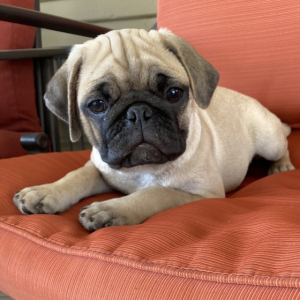 Pug Puppy Charlie