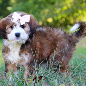 Bernedoodle Puppy Gemma